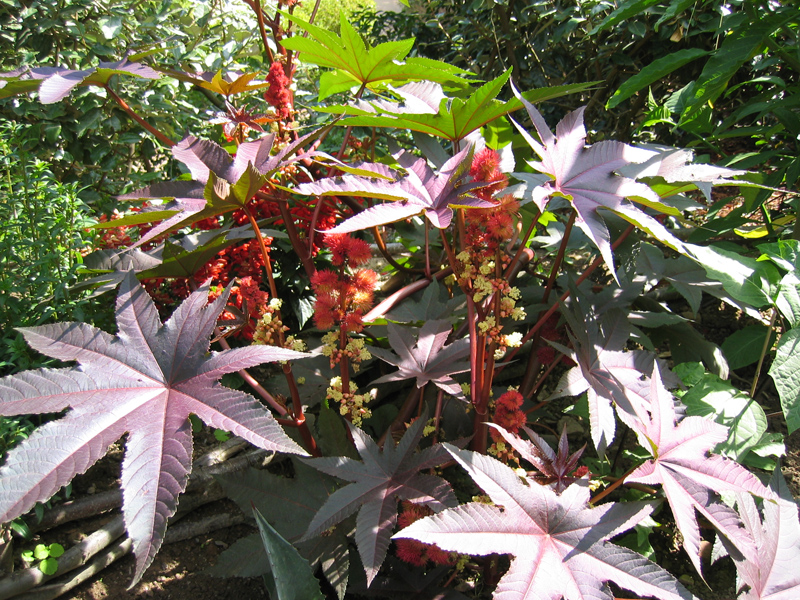 Conseils de jardinage d'Octobre