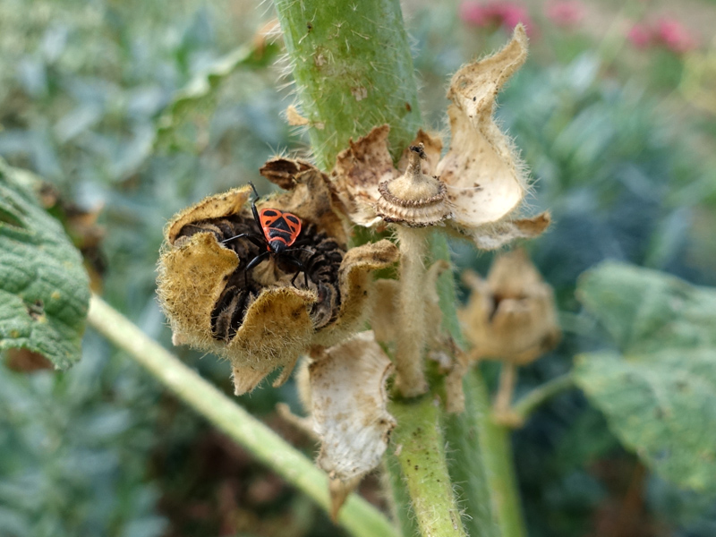 Quand Semer Les Graines De Roses Trémières Semer la rose trémière