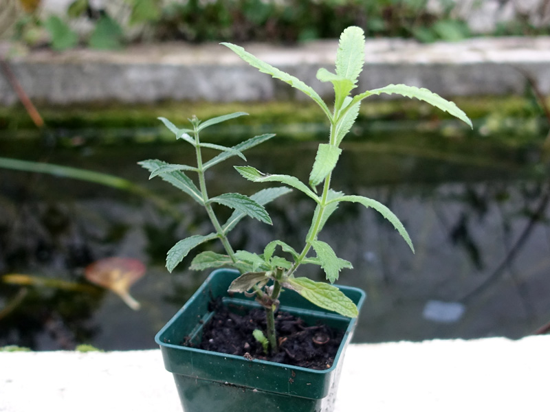¡Los esquejes de verbena de Buenos Aires son fáciles de cultivar!