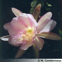 Epiphyllum X 'Lily Dache'