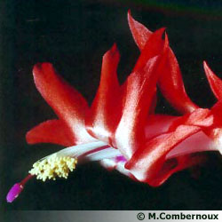 Schlumbergera X ' Frida' à la fleur rouge