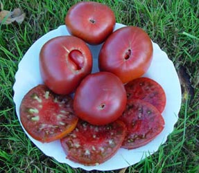Production de semences de tomates