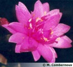 Rhipsalidopsis X 'Double China Rose' 