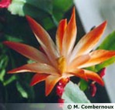 Rhipsalidopsis X ¨Parnell' 