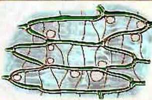 Structure cellulaire de la sphaigne