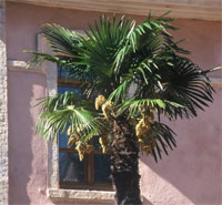 Trachycarpus fortunei
