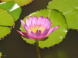 Water Lily