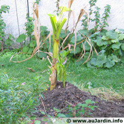 Suppression des feuilles du bananier de façon à ne conserver que le coeur et les feuilles autour.