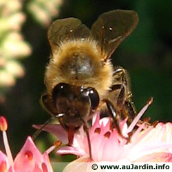 L'abeille domestique