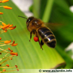 L'abeille domestique