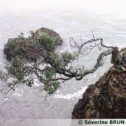 Pohutukawa poussant dans des conditions extrêmes sur la côte du Coromandel (île Nord de la Nouvelle-Zélande)