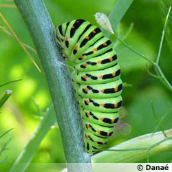La chenille de Machaon