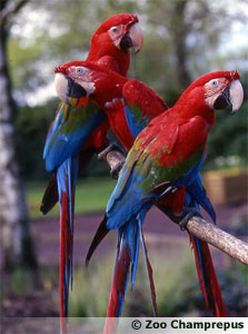 Aras chloroptères du zoo de Champrepus