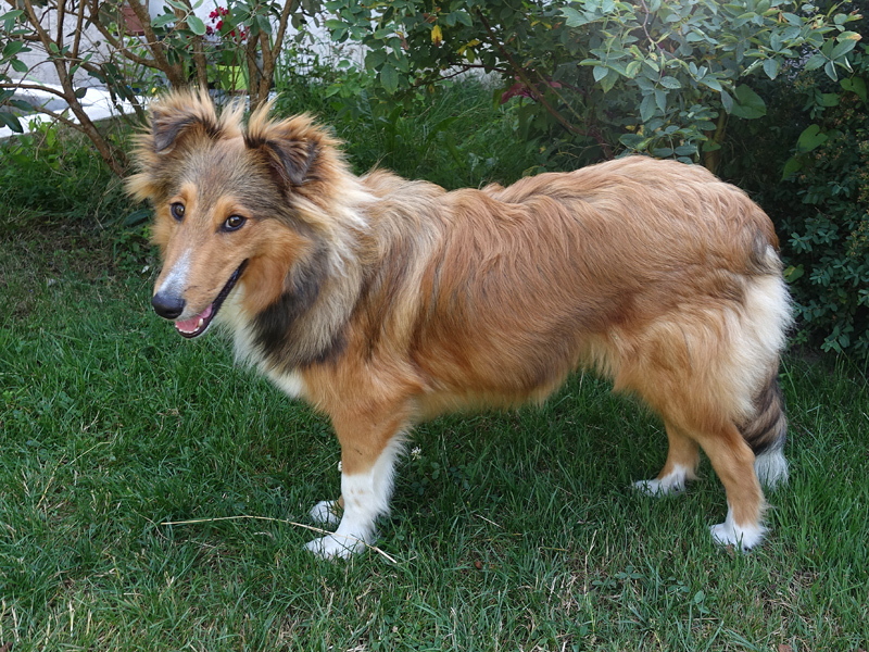 10 Races De Chiens De Berger