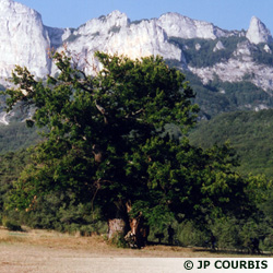 Chataignier situé à bellieux dans la DROME - Ramure 22m, hauteur 15m, circonférence 9,30m - âge entre 500 et 700ans