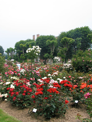 La roseraie de Mesnil Geoffroy
