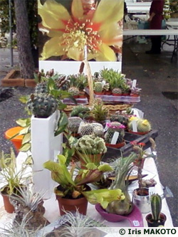 Corsicactus