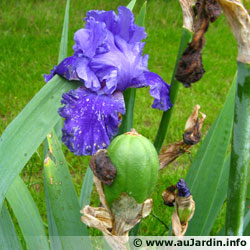 Fleur d'iris et fruit