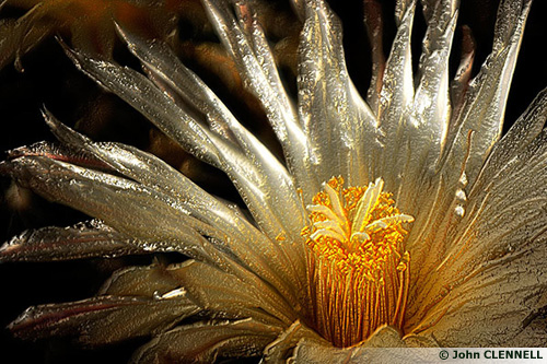 Le cactus métallique