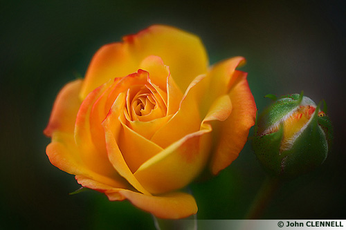 Rose jaune