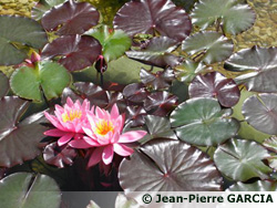 piscine naturelle: nénuphars