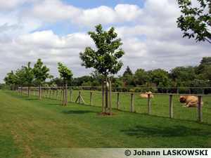 Parc des lilas - enclos des animaux