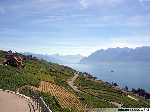 Paysage viticole à Lavaux en Suisse
