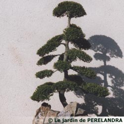 L'art de la taille Japonaise