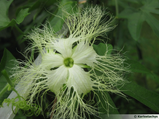 Trichosanthes rosthornii