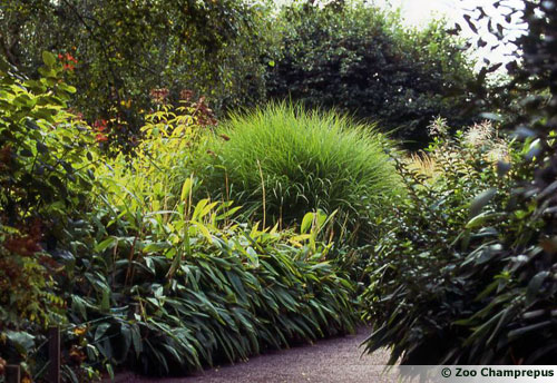 Le jardin de graminés au zoo de Champrepus
