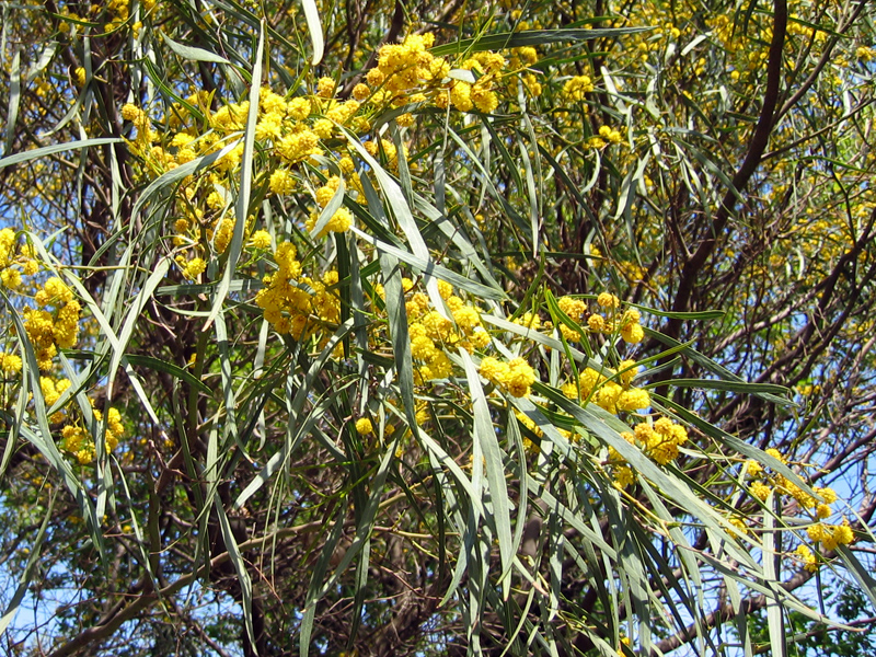 Famille des Fabacées, Légumineuses, Papilionacées / Fabaceae — free download