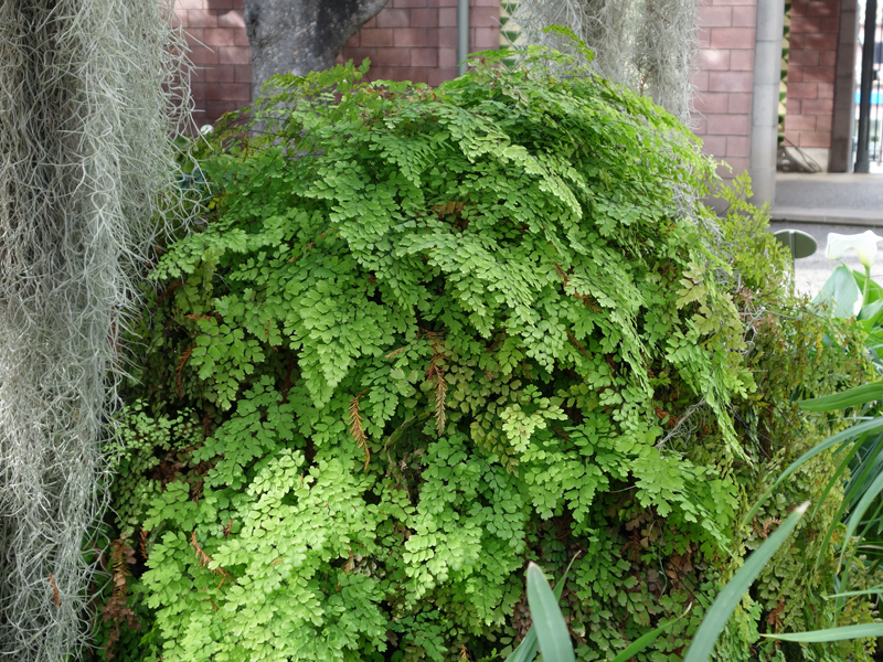 Capillaire, Adiantum capillus-veneris : planter, cultiver, multiplier