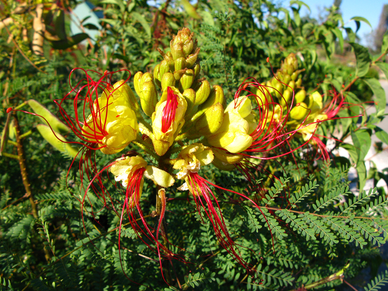 Césalpinie De Gilles Oiseau De Paradis Jaune Caesalpinia