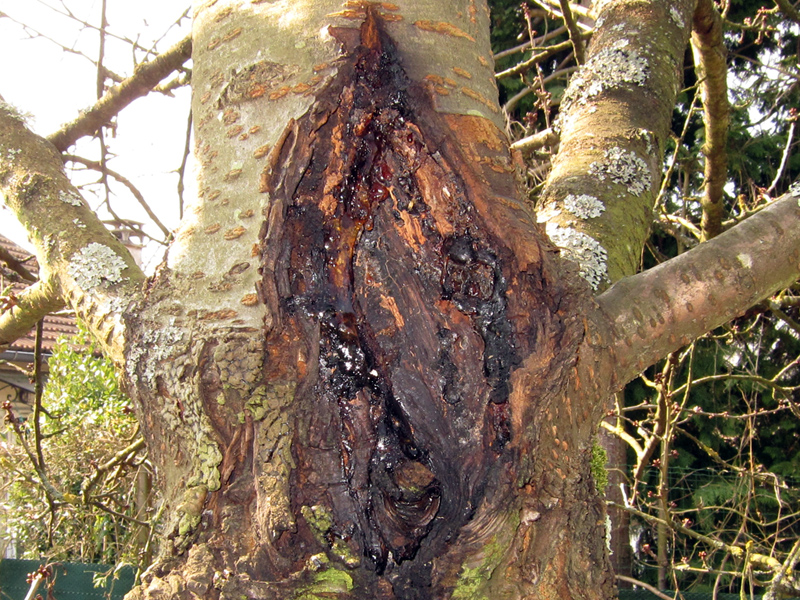 Chancre Des Arbres Fruitiers