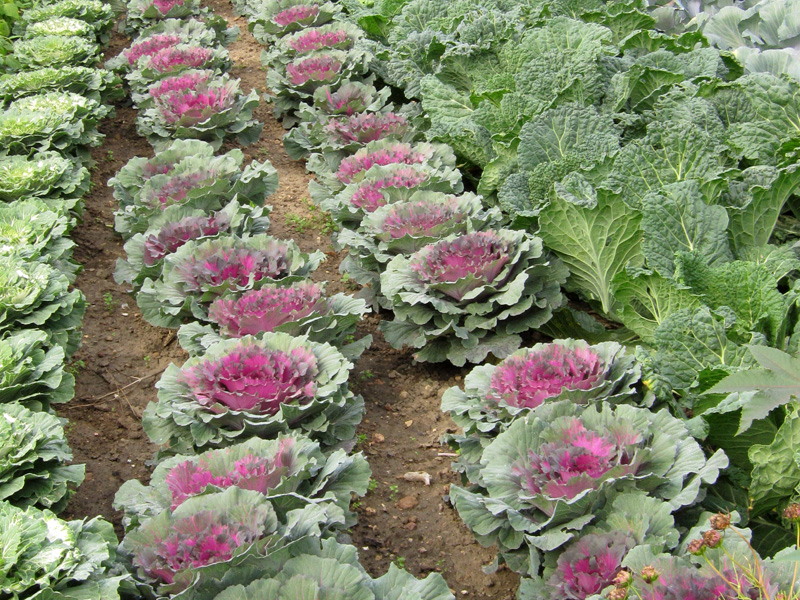 Coles en la huerta