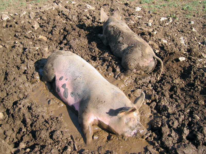 Élever un cochon