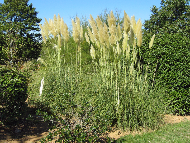 Herbe de la Pampa, Cortaderia selloana planter, cultiver, multiplier — free download