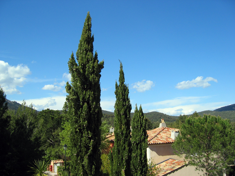 Cyprs commun, Cyprs de Provence, Cyprs d'Italie, Cupressus sempervirens  : planter, cultiver, multiplier