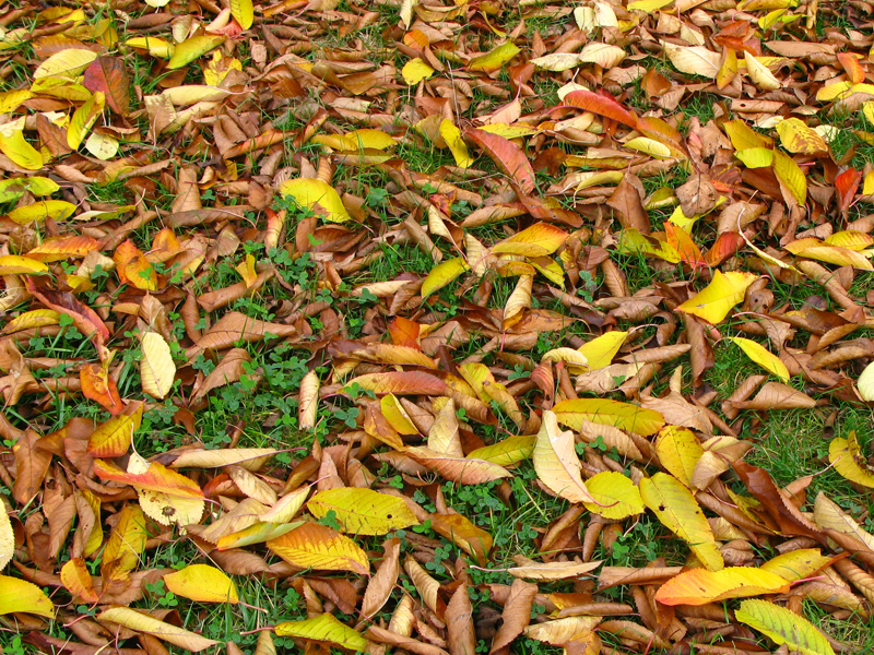 Collect and shred dead leaves in a jiffy