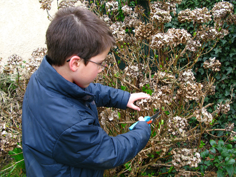 comment tailler hortensia en pot