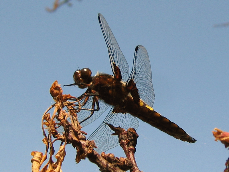 La libellule, un insecte utile au jardin