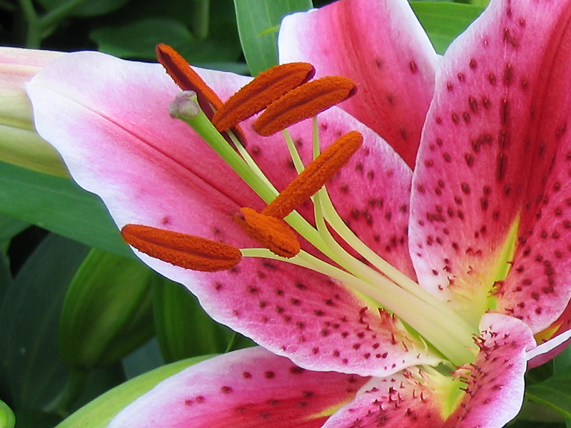 Reconnaître les divers organes qui composent une fleur