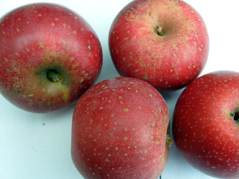 Pommes anciennes du nord de la