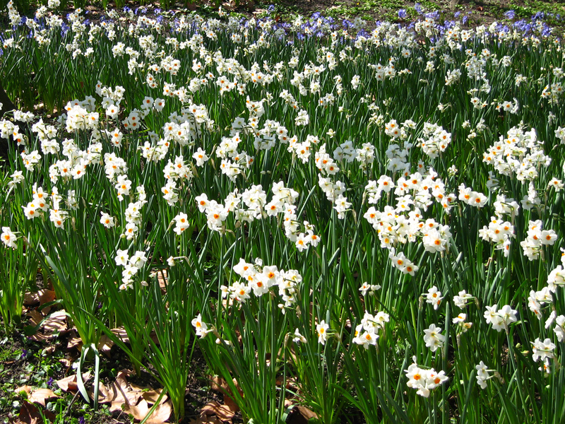 Planter des bulbes de narcisses pour un printemps coloré — free download