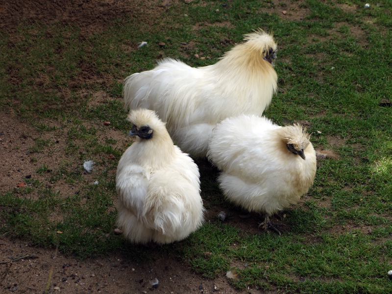 Achetez Votre Poulaillier Et Clapier Pour Poule Et Basse Cour Sur