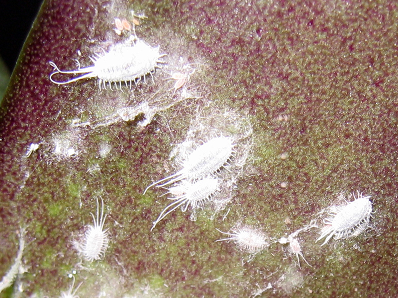 Les parasites des plantes d
