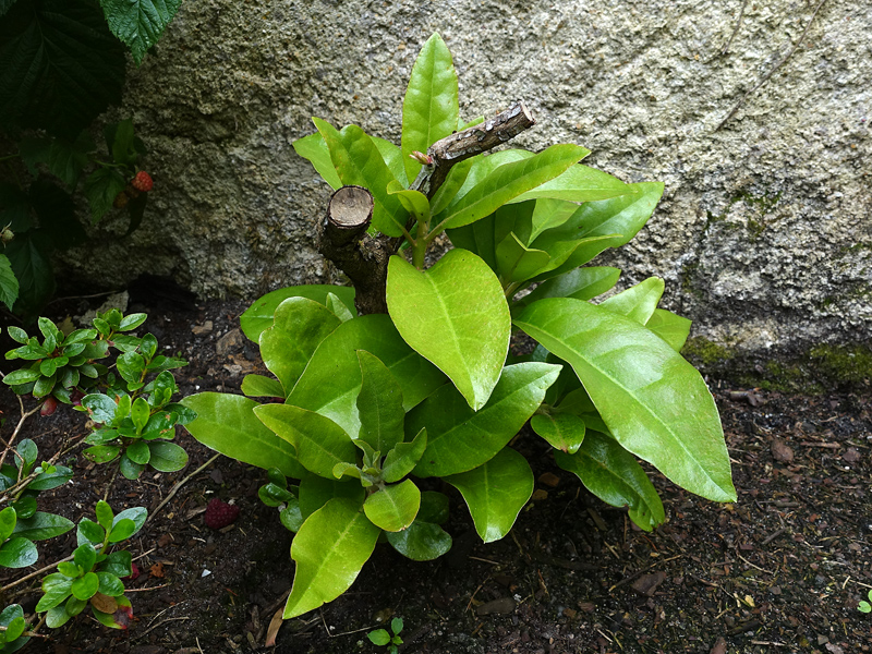 La taille du rhododendron.