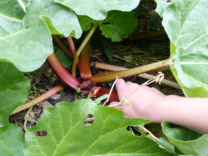 Récolter la rhubarbe