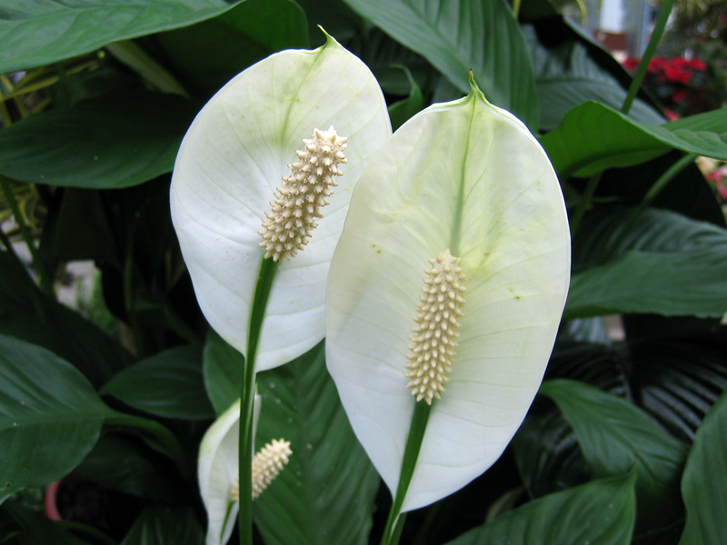 Faux Arum Fleur De Lune Spathiphyllum Planter Cultiver