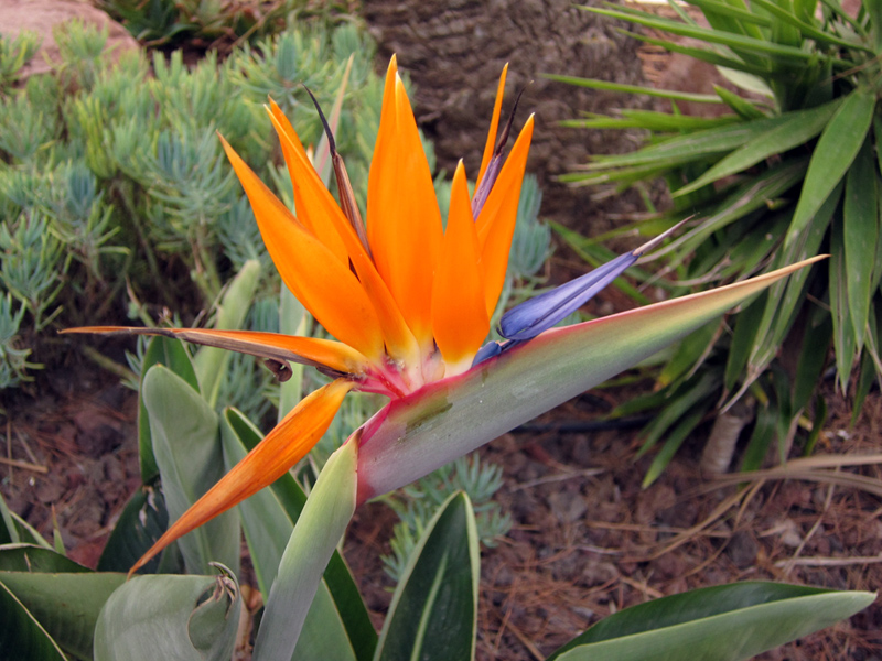 Oiseau De Paradis Strélitzie Strelitzia Reginae Planter